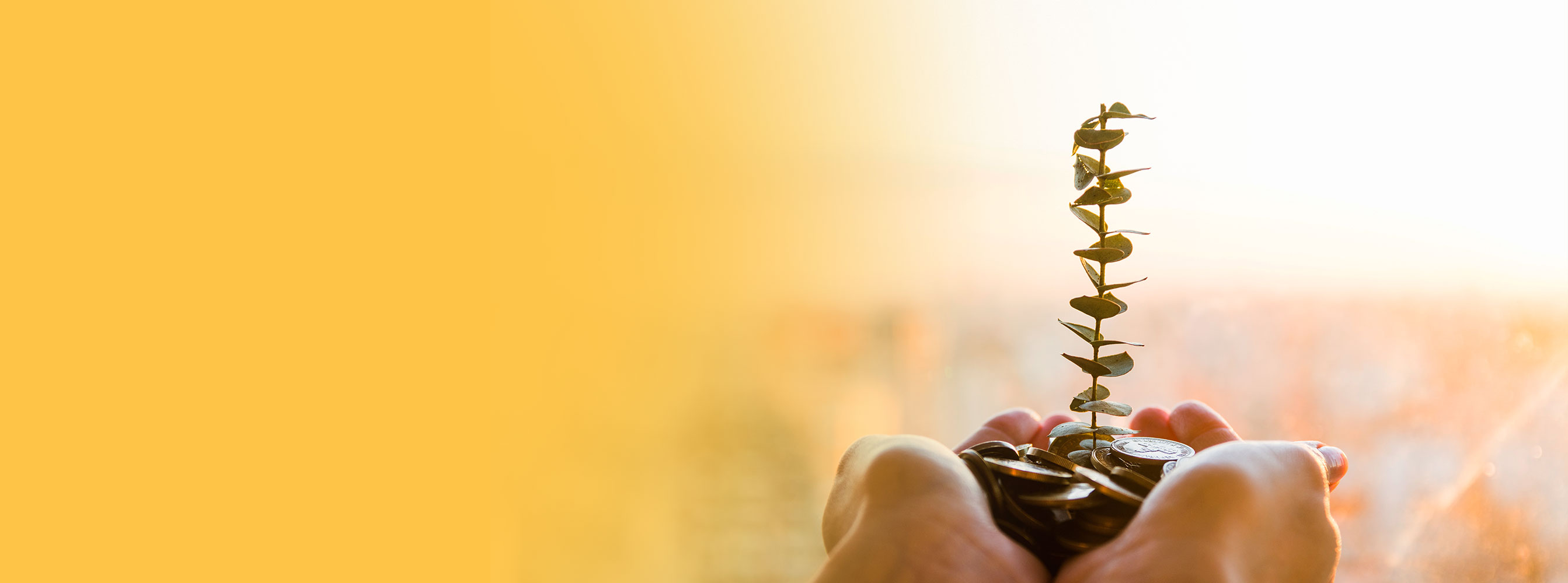 Sterling Bank Equity Feeder Fund